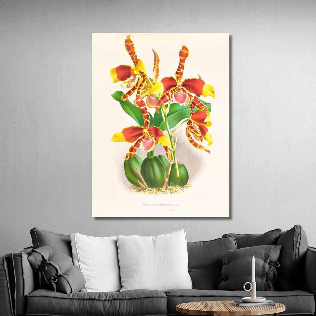 Botanical Illustrations Odontoglossum Grande Jean Jules Linden jjl109 ภาพพิมพ์บนผ้าใบแคนวาส