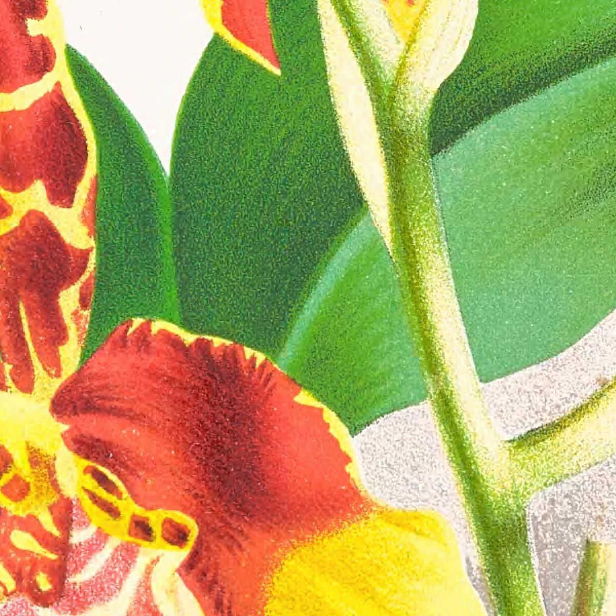 Botanical Illustrations Odontoglossum Grande Jean Jules Linden jjl109 ภาพพิมพ์บนผ้าใบแคนวาส