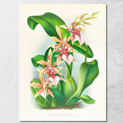 Botanical Illustrations Odontoglossum Hastilabium Jean Jules Linden jjl110 ภาพพิมพ์บนผ้าใบแคนวาส