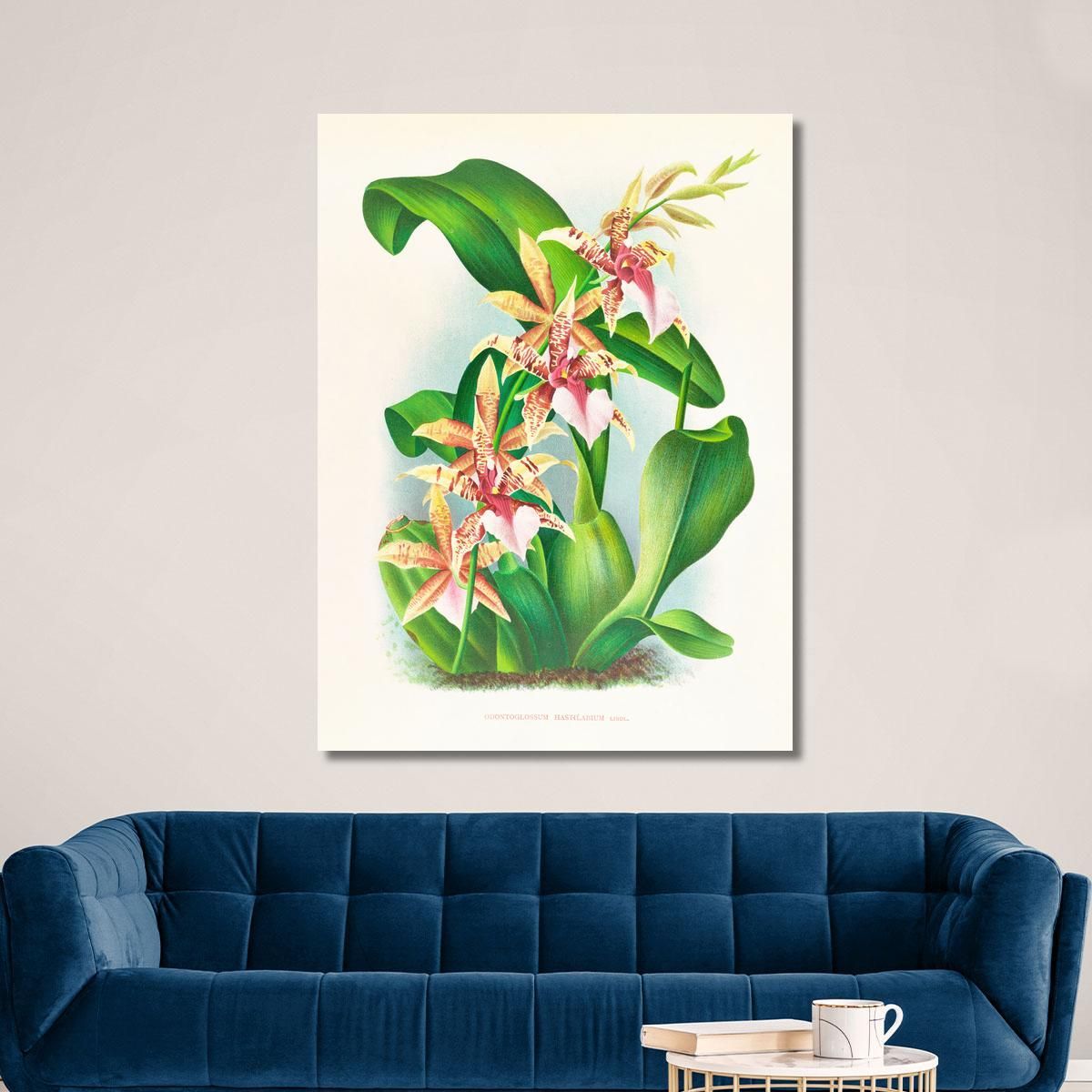 Botanical Illustrations Odontoglossum Hastilabium Jean Jules Linden jjl110 ภาพพิมพ์บนผ้าใบแคนวาส