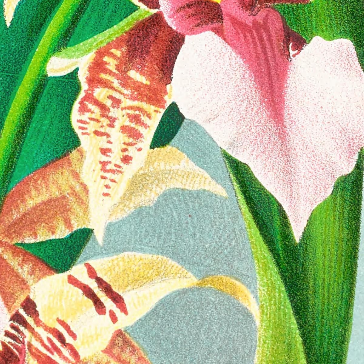 Botanical Illustrations Odontoglossum Hastilabium Jean Jules Linden jjl110 ภาพพิมพ์บนผ้าใบแคนวาส