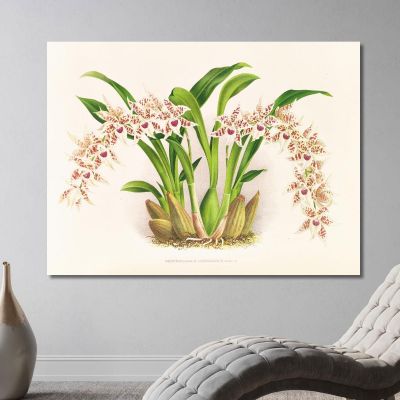 Botanical Illustrations Odontoglossum Lucianianum Jean Jules Linden jjl111 ภาพพิมพ์บนผ้าใบแคนวาส