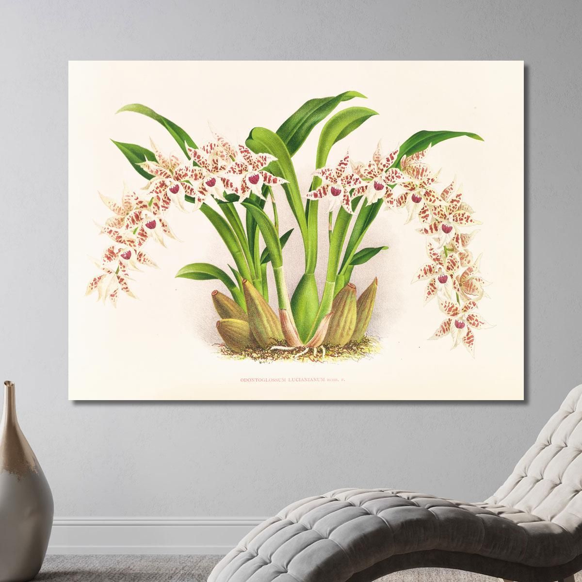 Botanical Illustrations Odontoglossum Lucianianum Jean Jules Linden jjl111 ภาพพิมพ์บนผ้าใบแคนวาส