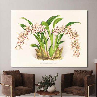 Botanical Illustrations Odontoglossum Lucianianum Jean Jules Linden jjl111 ภาพพิมพ์บนผ้าใบแคนวาส
