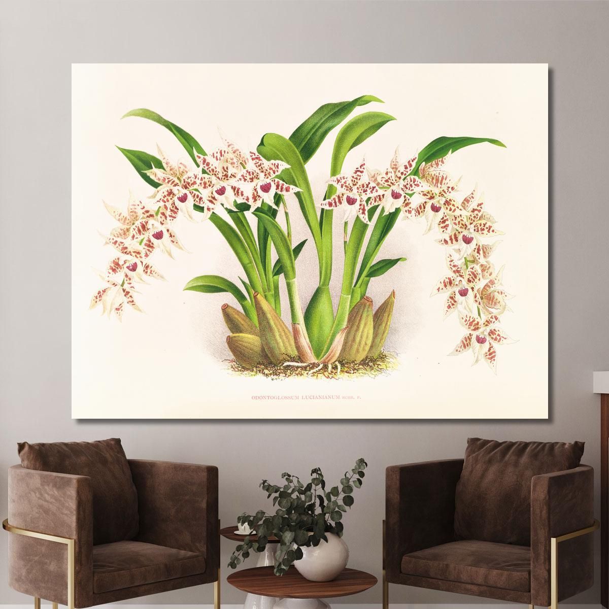 Botanical Illustrations Odontoglossum Lucianianum Jean Jules Linden jjl111 ภาพพิมพ์บนผ้าใบแคนวาส