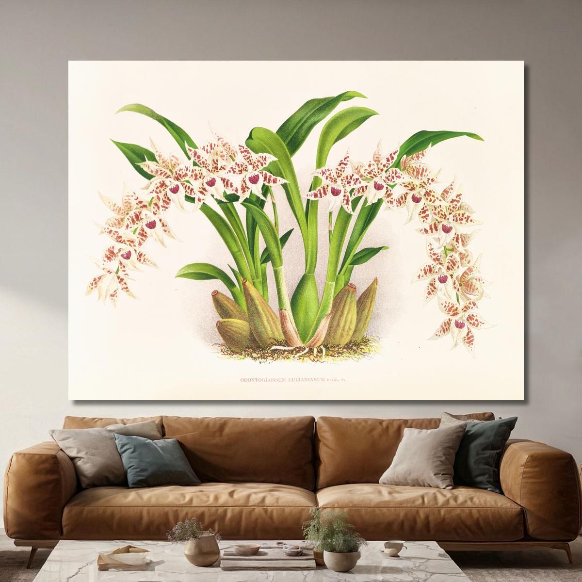 Botanical Illustrations Odontoglossum Lucianianum Jean Jules Linden jjl111 ภาพพิมพ์บนผ้าใบแคนวาส