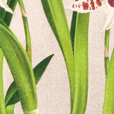 Botanical Illustrations Odontoglossum Lucianianum Jean Jules Linden jjl111 ภาพพิมพ์บนผ้าใบแคนวาส