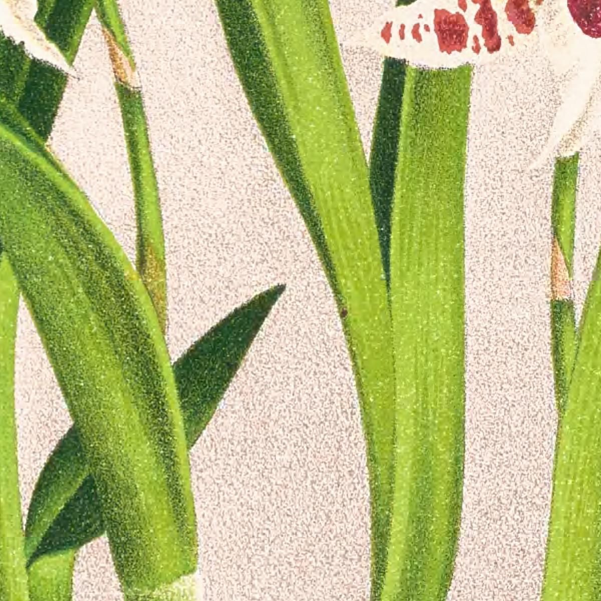 Botanical Illustrations Odontoglossum Lucianianum Jean Jules Linden jjl111 ภาพพิมพ์บนผ้าใบแคนวาส