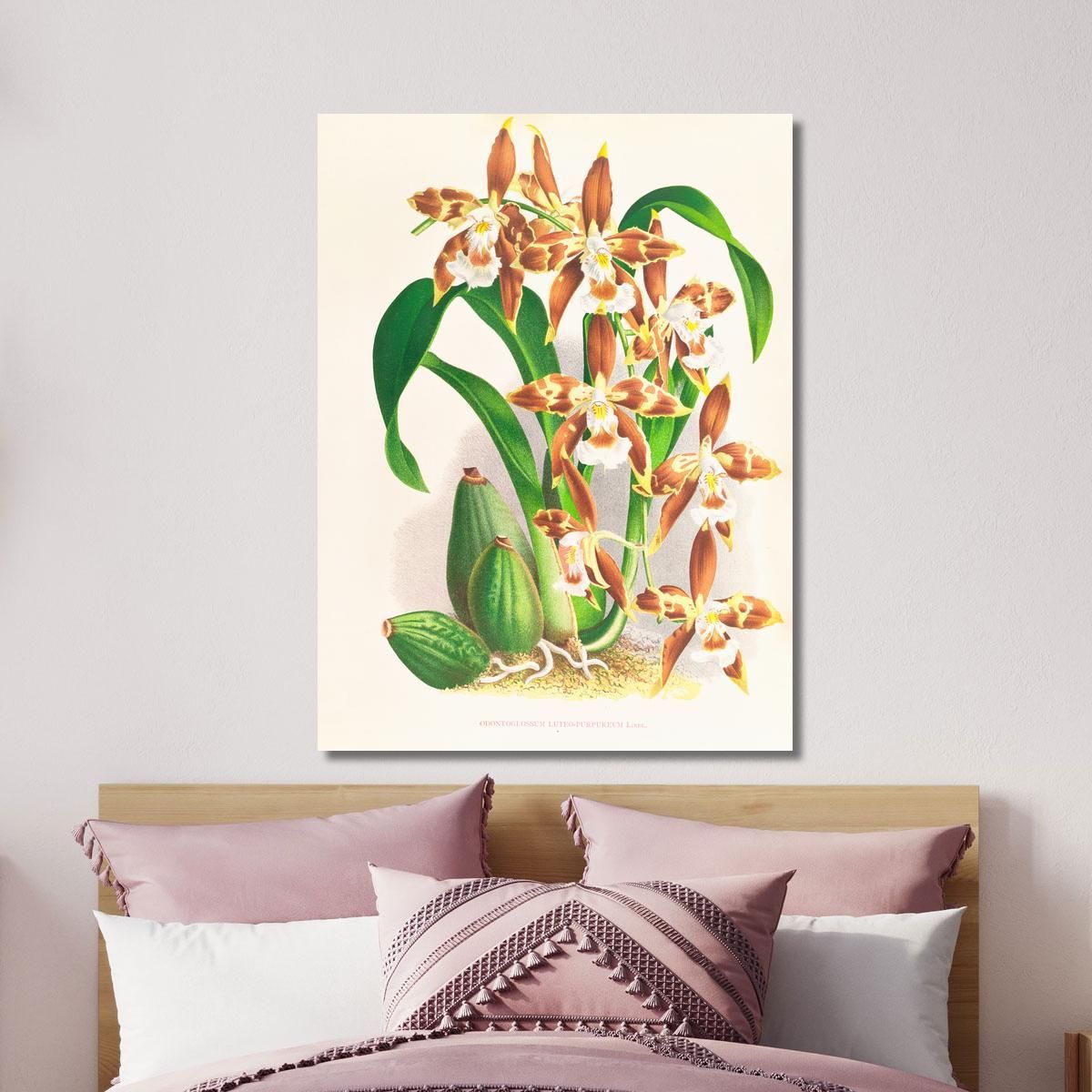 Botanical Illustrations Odontoglossum Luteo-Purpureum Jean Jules Linden jjl112 ภาพพิมพ์บนผ้าใบแคนวาส