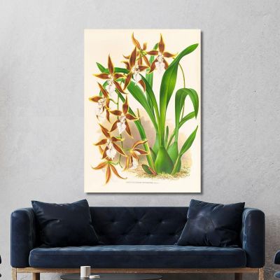 Botanical Illustrations Odontoglossum Nevadense Jean Jules Linden jjl114 ภาพพิมพ์บนผ้าใบแคนวาส
