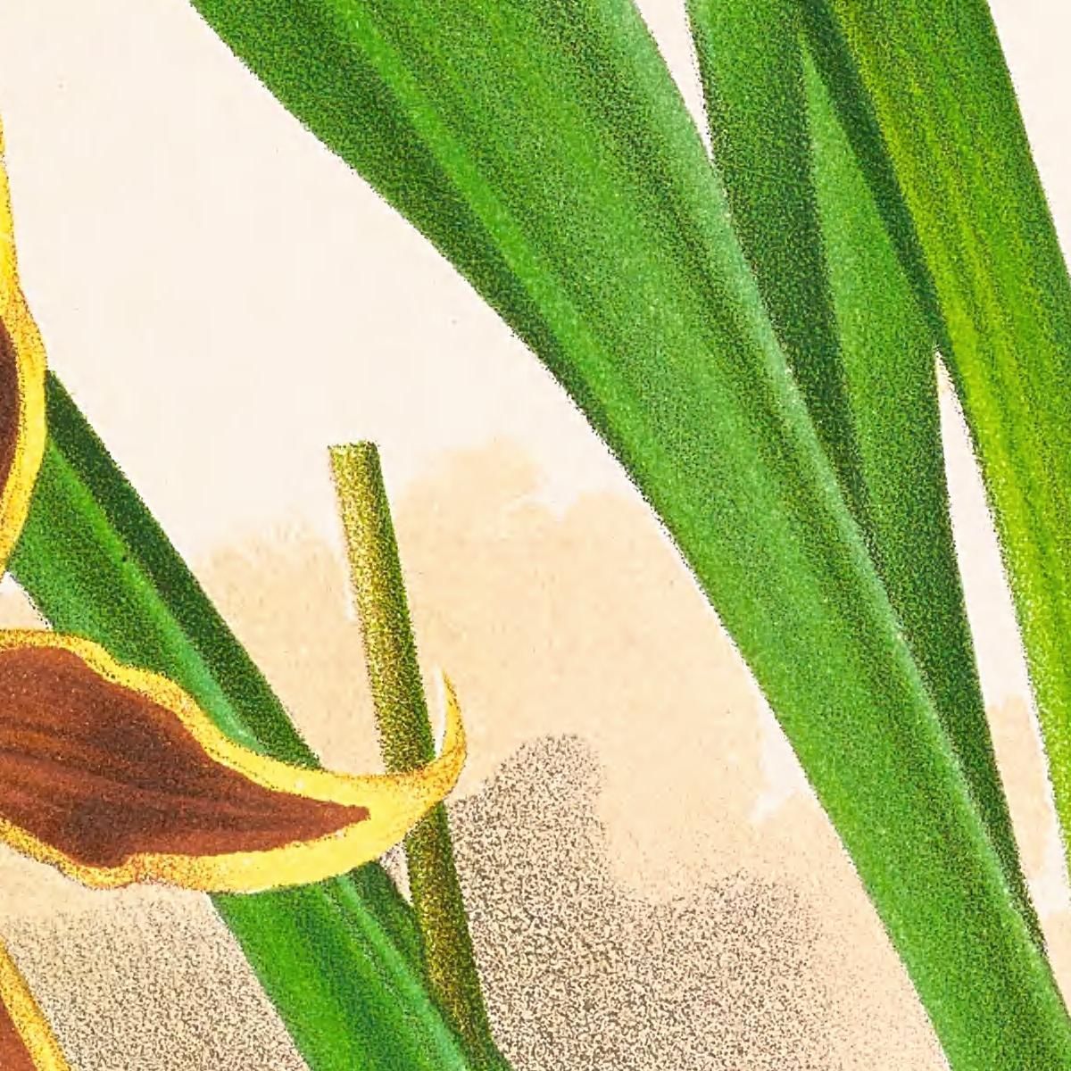 Botanical Illustrations Odontoglossum Nevadense Jean Jules Linden jjl114 ภาพพิมพ์บนผ้าใบแคนวาส