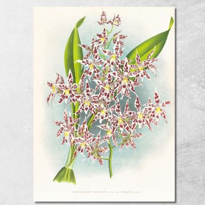 Botanical Illustrations Odontoglossum Odoratum Var Striatum Jean Jules Linden jjl115 ภาพพิมพ์บนผ้าใบแคนวาส
