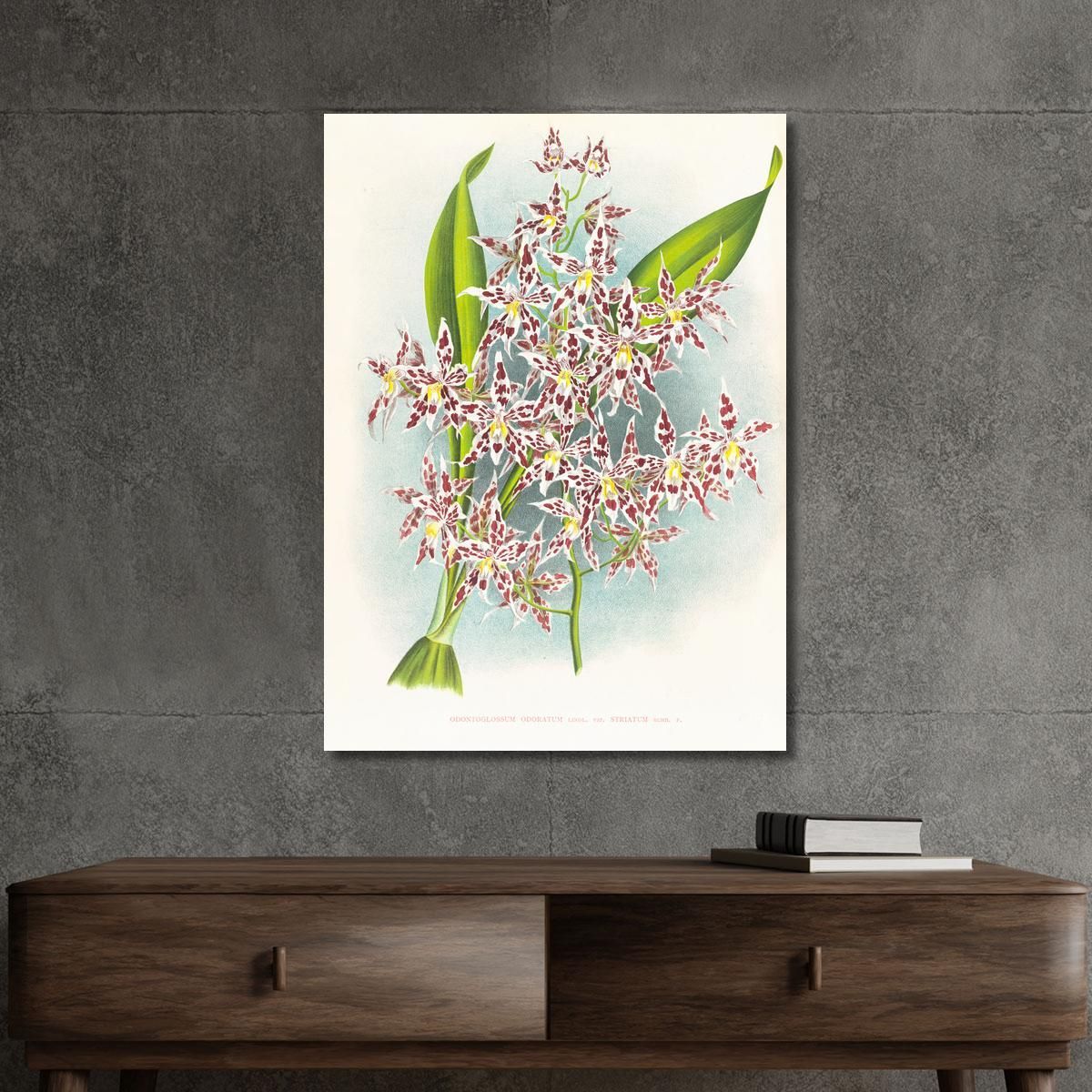 Botanical Illustrations Odontoglossum Odoratum Var Striatum Jean Jules Linden jjl115 ภาพพิมพ์บนผ้าใบแคนวาส