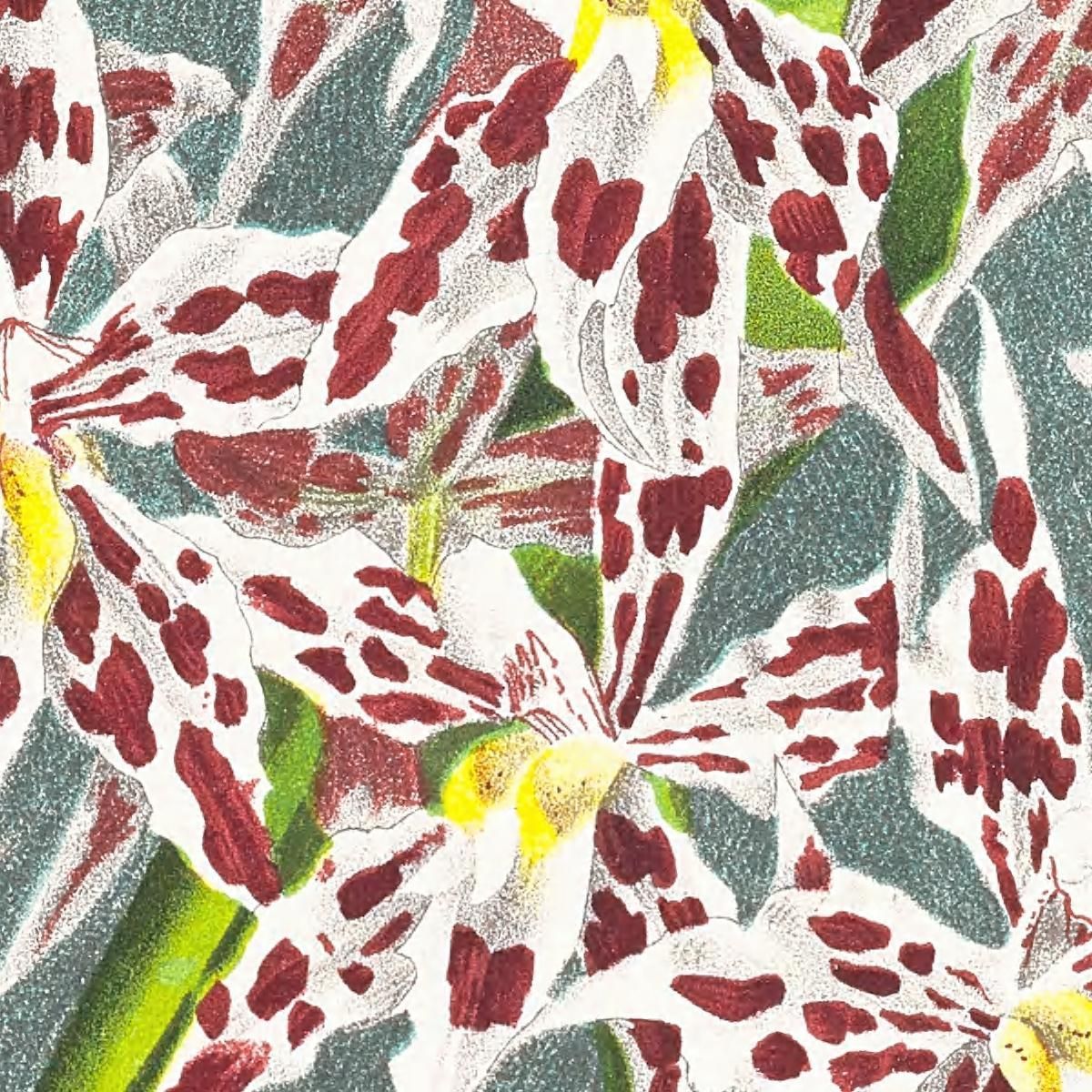 Botanical Illustrations Odontoglossum Odoratum Var Striatum Jean Jules Linden jjl115 ภาพพิมพ์บนผ้าใบแคนวาส