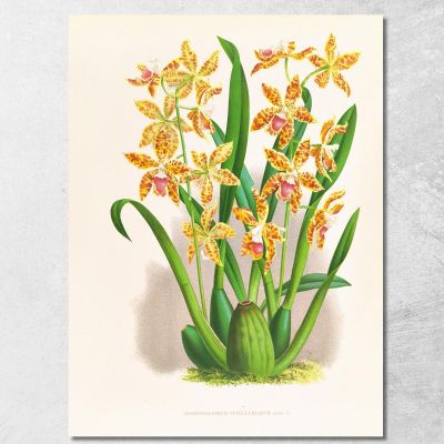 Botanical Illustrations Odontoglossum Schillerianum Jean Jules Linden jjl119 ภาพพิมพ์บนผ้าใบแคนวาส