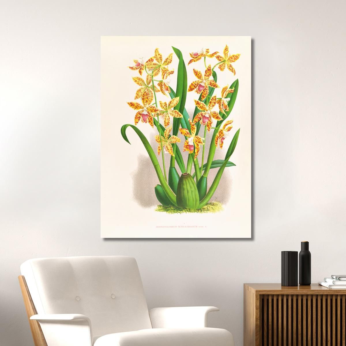 Botanical Illustrations Odontoglossum Schillerianum Jean Jules Linden jjl119 ภาพพิมพ์บนผ้าใบแคนวาส