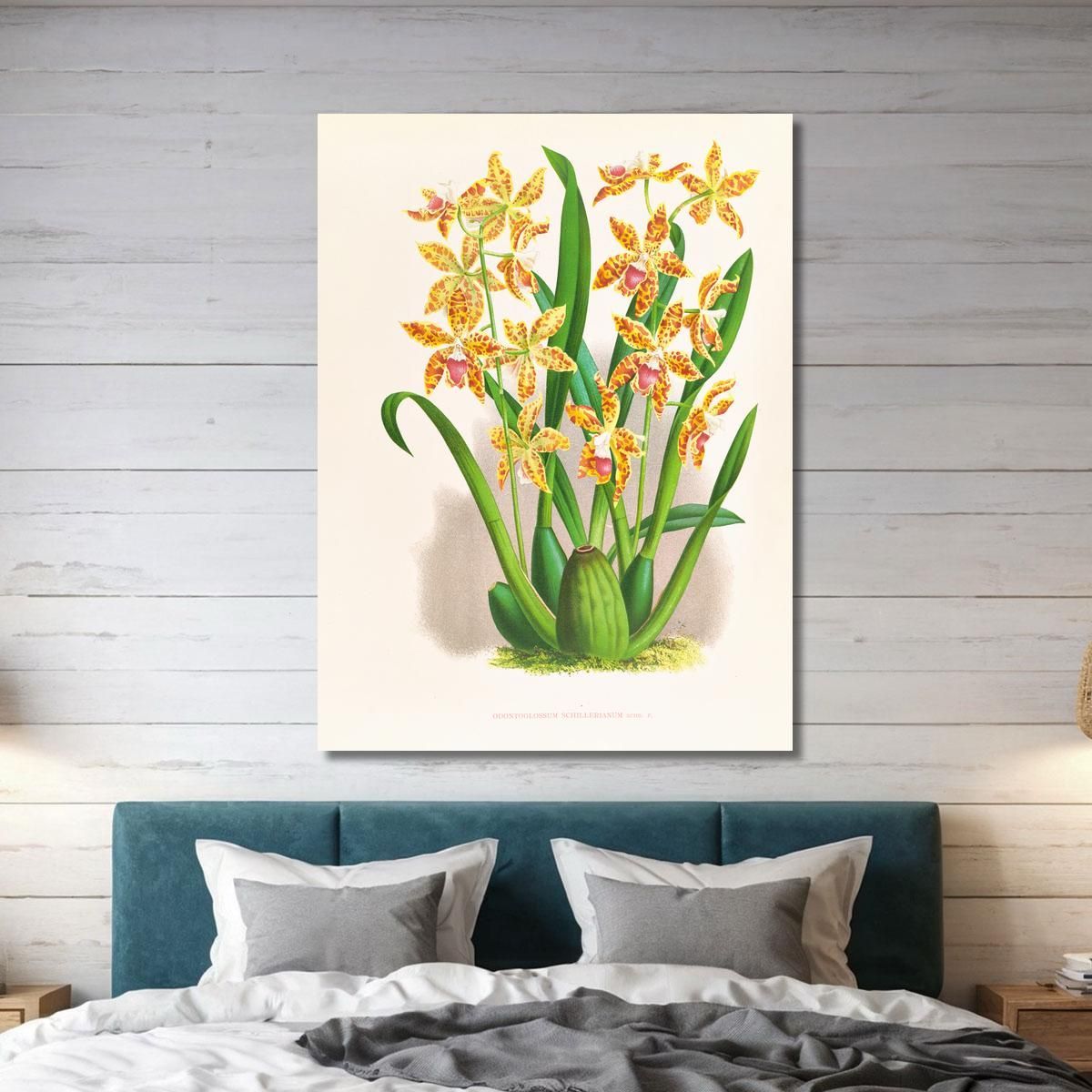 Botanical Illustrations Odontoglossum Schillerianum Jean Jules Linden jjl119 ภาพพิมพ์บนผ้าใบแคนวาส