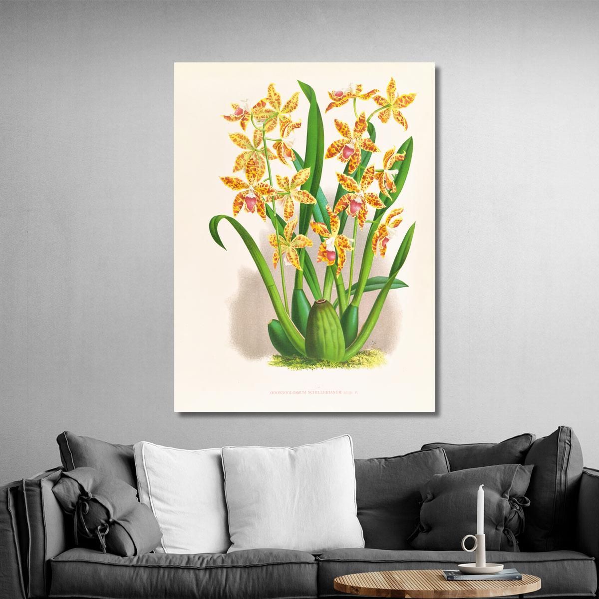 Botanical Illustrations Odontoglossum Schillerianum Jean Jules Linden jjl119 ภาพพิมพ์บนผ้าใบแคนวาส