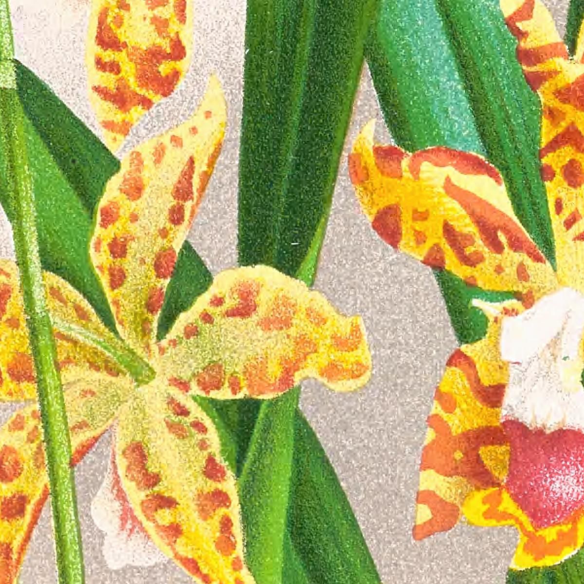 Botanical Illustrations Odontoglossum Schillerianum Jean Jules Linden jjl119 ภาพพิมพ์บนผ้าใบแคนวาส