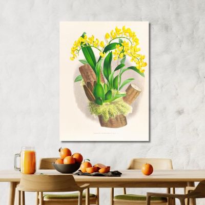 Botanical Illustrations Oncidium Warscewiczi Jean Jules Linden jjl132 ภาพพิมพ์บนผ้าใบแคนวาส