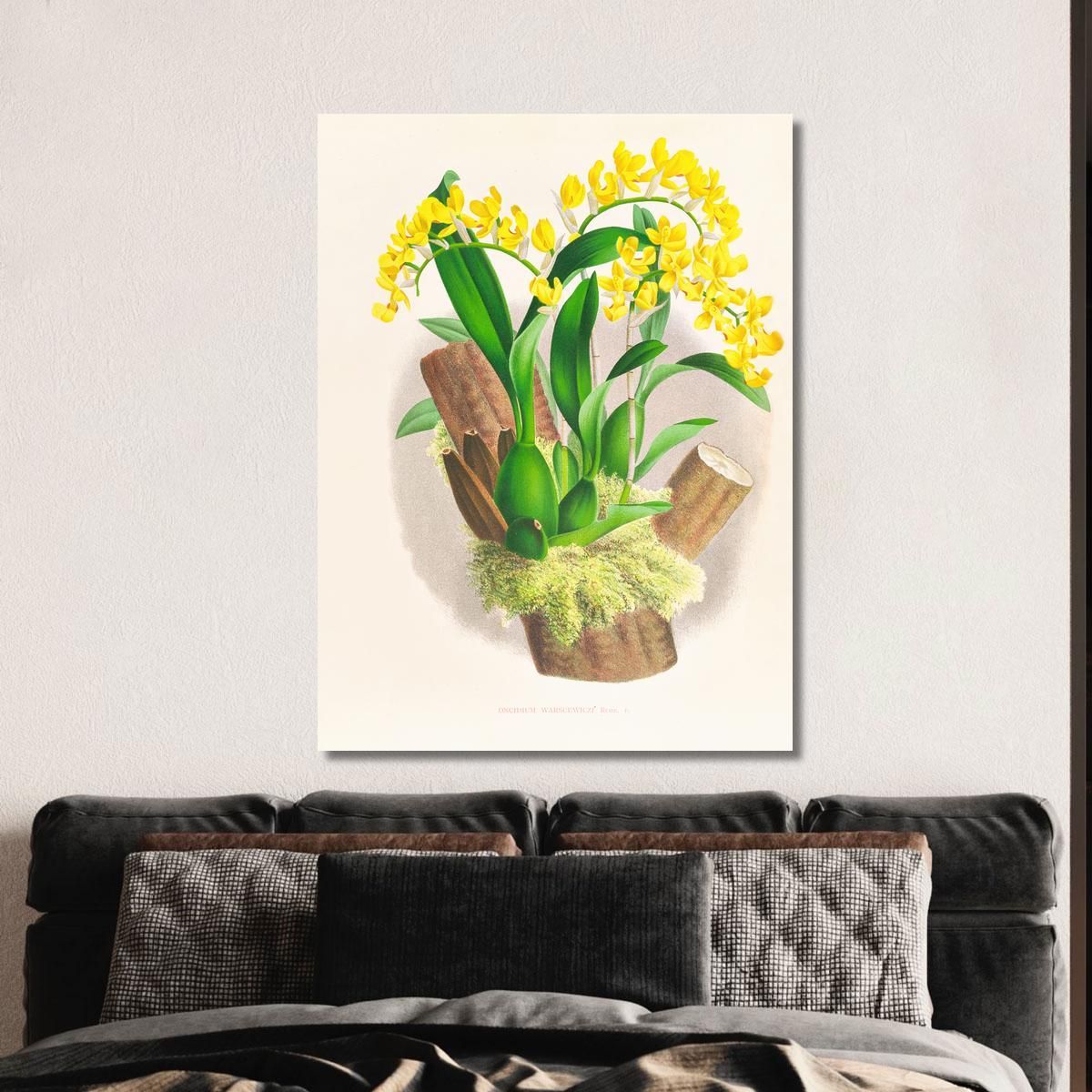 Botanical Illustrations Oncidium Warscewiczi Jean Jules Linden jjl132 ภาพพิมพ์บนผ้าใบแคนวาส