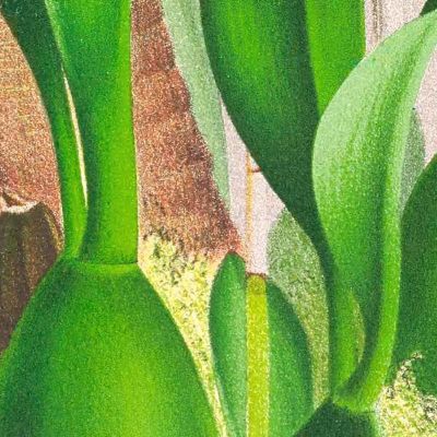 Botanical Illustrations Oncidium Warscewiczi Jean Jules Linden jjl132 ภาพพิมพ์บนผ้าใบแคนวาส