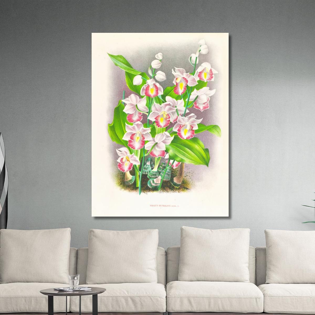 Botanical Illustrations Phaius Humbloti Jean Jules Linden jjl134 ภาพพิมพ์บนผ้าใบแคนวาส