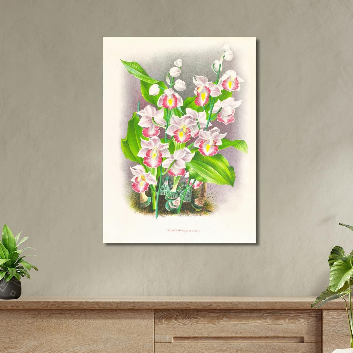 Botanical Illustrations Phaius Humbloti Jean Jules Linden jjl134 ภาพพิมพ์บนผ้าใบแคนวาส