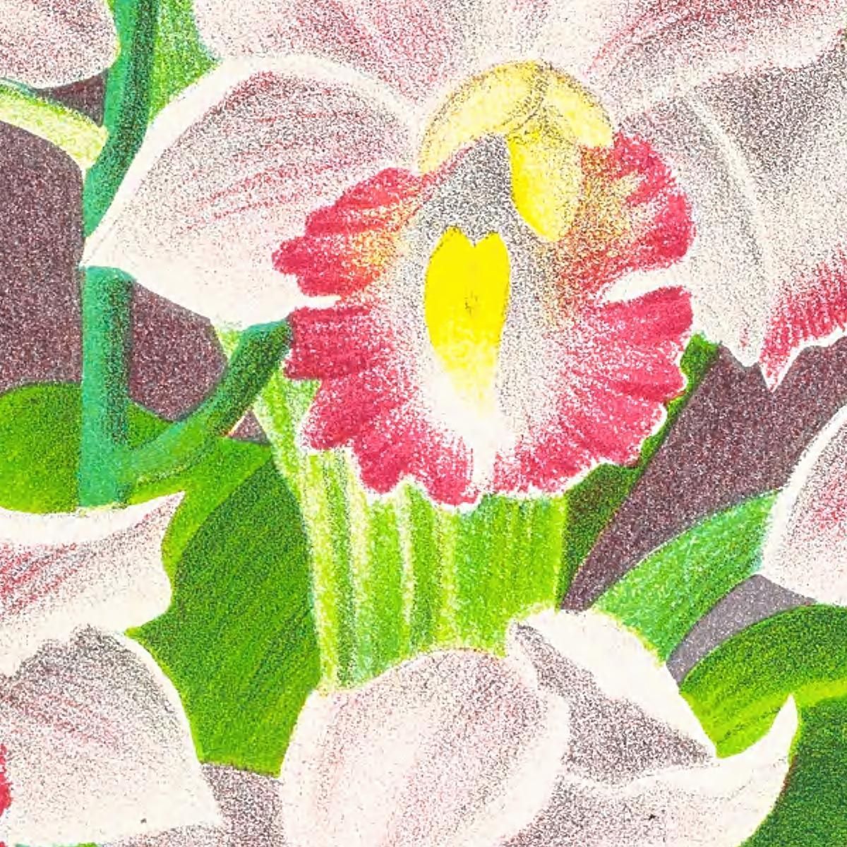 Botanical Illustrations Phaius Humbloti Jean Jules Linden jjl134 ภาพพิมพ์บนผ้าใบแคนวาส