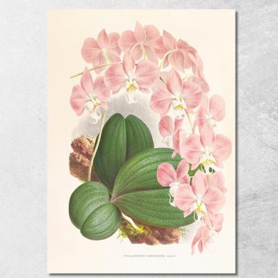 Botanical Illustrations Phalaenopsis Sanderiana Jean Jules Linden jjl138 ภาพพิมพ์บนผ้าใบแคนวาส