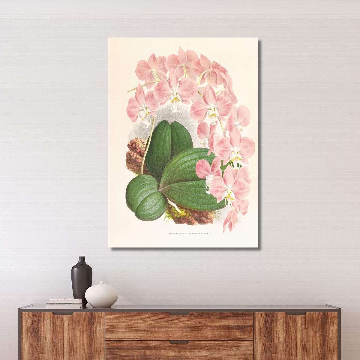 Botanical Illustrations Phalaenopsis Sanderiana Jean Jules Linden jjl138 ภาพพิมพ์บนผ้าใบแคนวาส