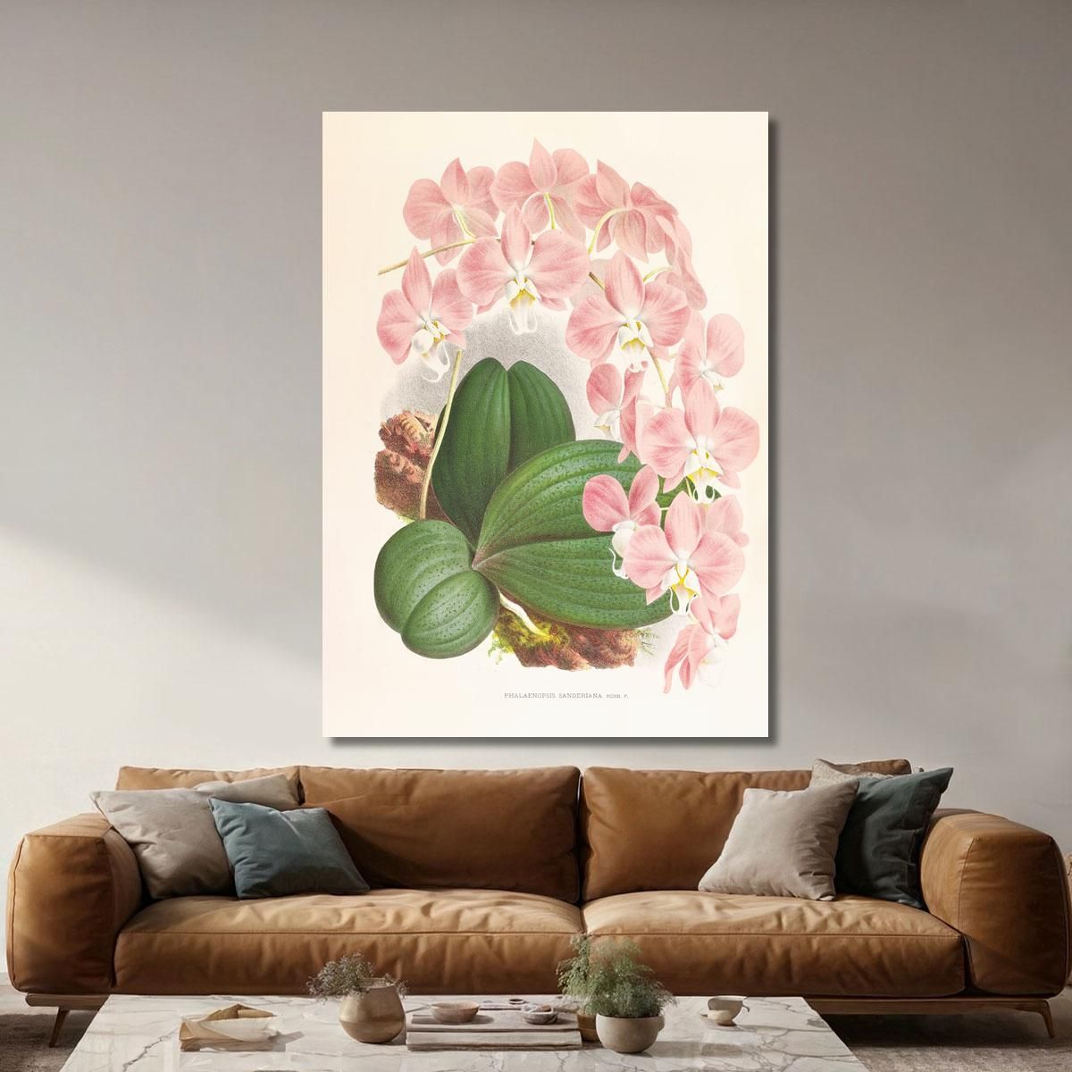 Botanical Illustrations Phalaenopsis Sanderiana Jean Jules Linden jjl138 ภาพพิมพ์บนผ้าใบแคนวาส
