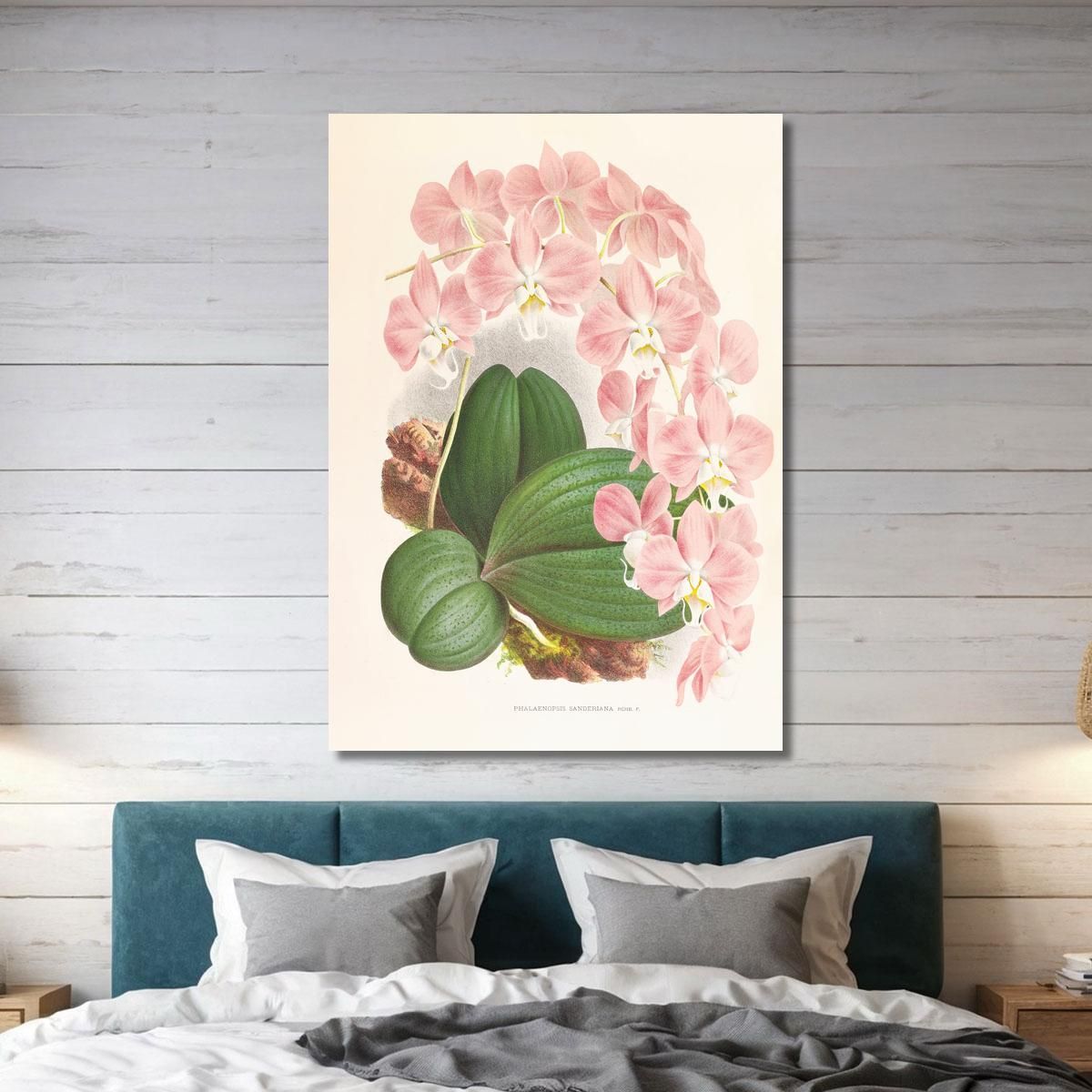 Botanical Illustrations Phalaenopsis Sanderiana Jean Jules Linden jjl138 ภาพพิมพ์บนผ้าใบแคนวาส