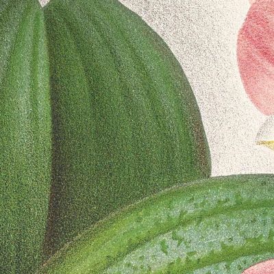 Botanical Illustrations Phalaenopsis Sanderiana Jean Jules Linden jjl138 ภาพพิมพ์บนผ้าใบแคนวาส