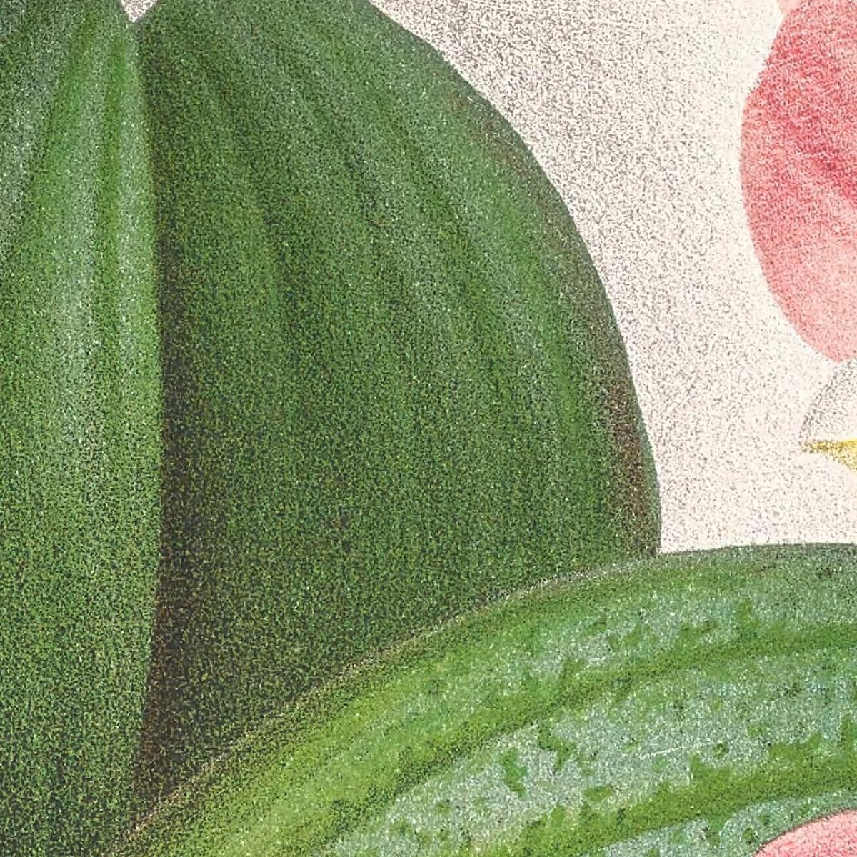 Botanical Illustrations Phalaenopsis Sanderiana Jean Jules Linden jjl138 ภาพพิมพ์บนผ้าใบแคนวาส