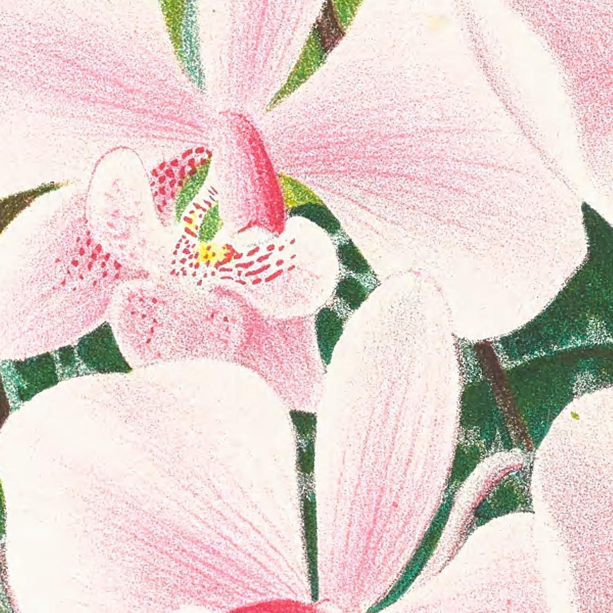Botanical Illustrations Phalaenopsis Schilleriana Jean Jules Linden jjl139 ภาพพิมพ์บนผ้าใบแคนวาส