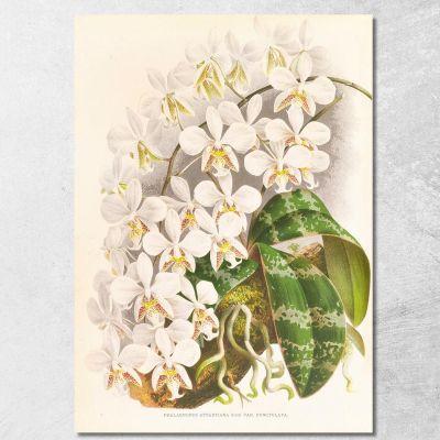 Botanical Illustrations Phalaenopsis Stuartiana Jean Jules Linden jjl140 ภาพพิมพ์บนผ้าใบแคนวาส