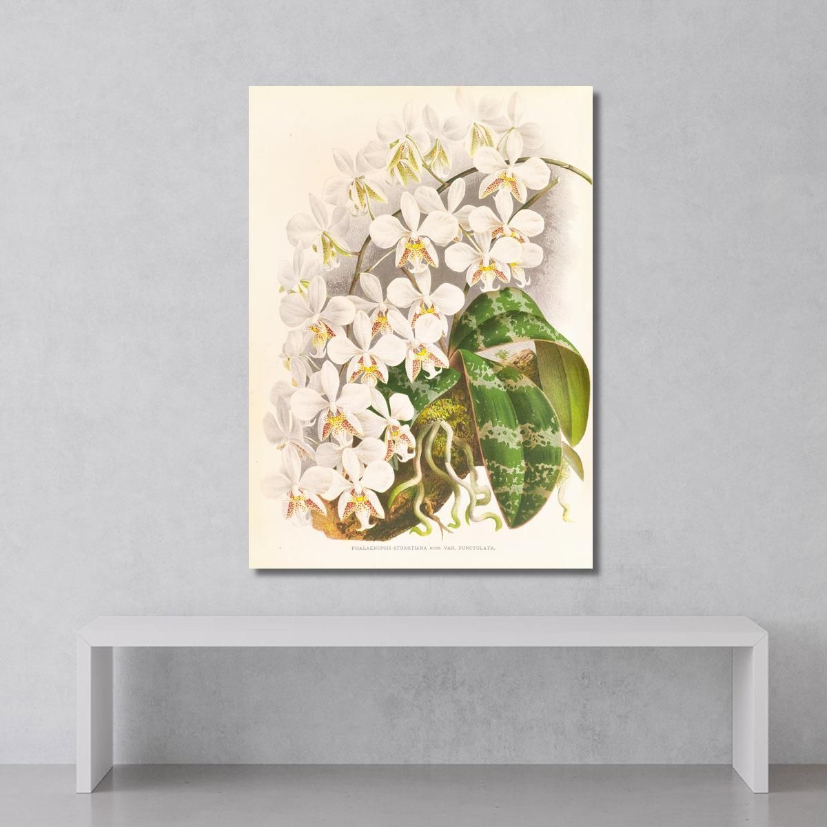 Botanical Illustrations Phalaenopsis Stuartiana Jean Jules Linden jjl140 ภาพพิมพ์บนผ้าใบแคนวาส