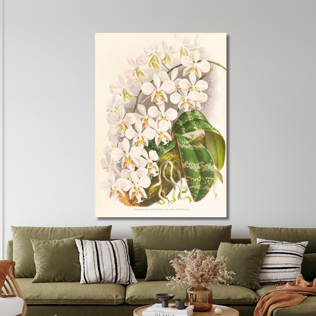 Botanical Illustrations Phalaenopsis Stuartiana Jean Jules Linden jjl140 ภาพพิมพ์บนผ้าใบแคนวาส