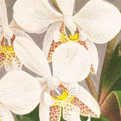 Botanical Illustrations Phalaenopsis Stuartiana Jean Jules Linden jjl140 ภาพพิมพ์บนผ้าใบแคนวาส