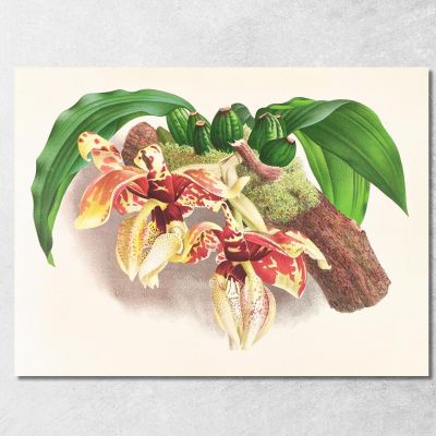Botanical Illustrations Stanhopea Tigrina Jean Jules Linden jjl153 ภาพพิมพ์บนผ้าใบแคนวาส