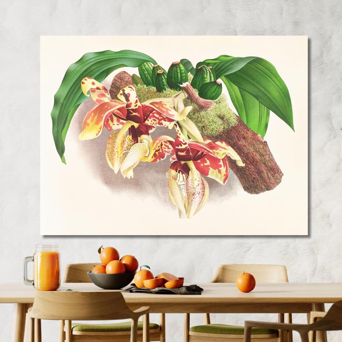 Botanical Illustrations Stanhopea Tigrina Jean Jules Linden jjl153 ภาพพิมพ์บนผ้าใบแคนวาส