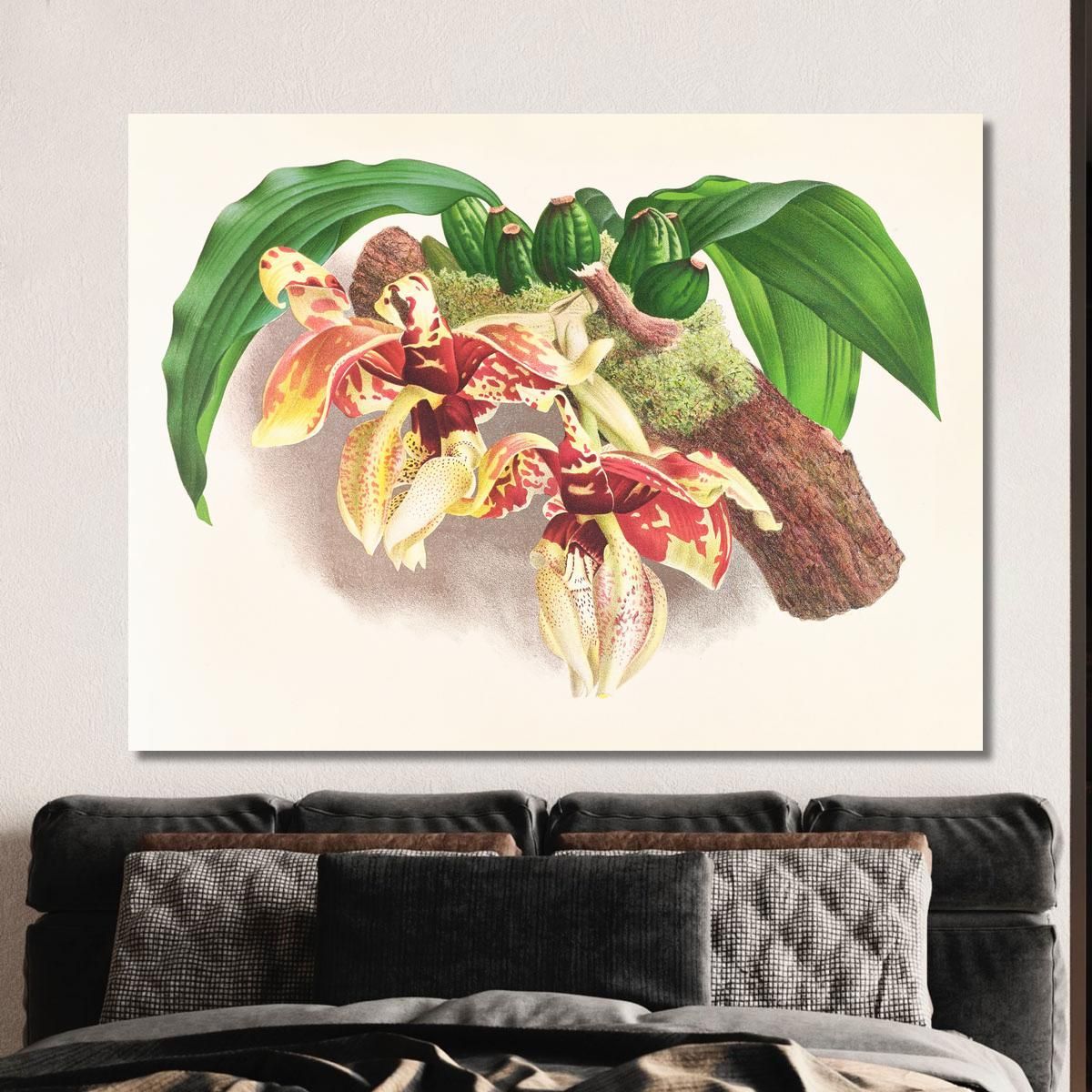 Botanical Illustrations Stanhopea Tigrina Jean Jules Linden jjl153 ภาพพิมพ์บนผ้าใบแคนวาส