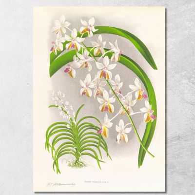 Botanical Illustrations Vanda Boxalli Jean Jules Linden jjl157 ภาพพิมพ์บนผ้าใบแคนวาส