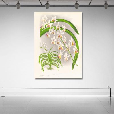 Botanical Illustrations Vanda Boxalli Jean Jules Linden jjl157 ภาพพิมพ์บนผ้าใบแคนวาส