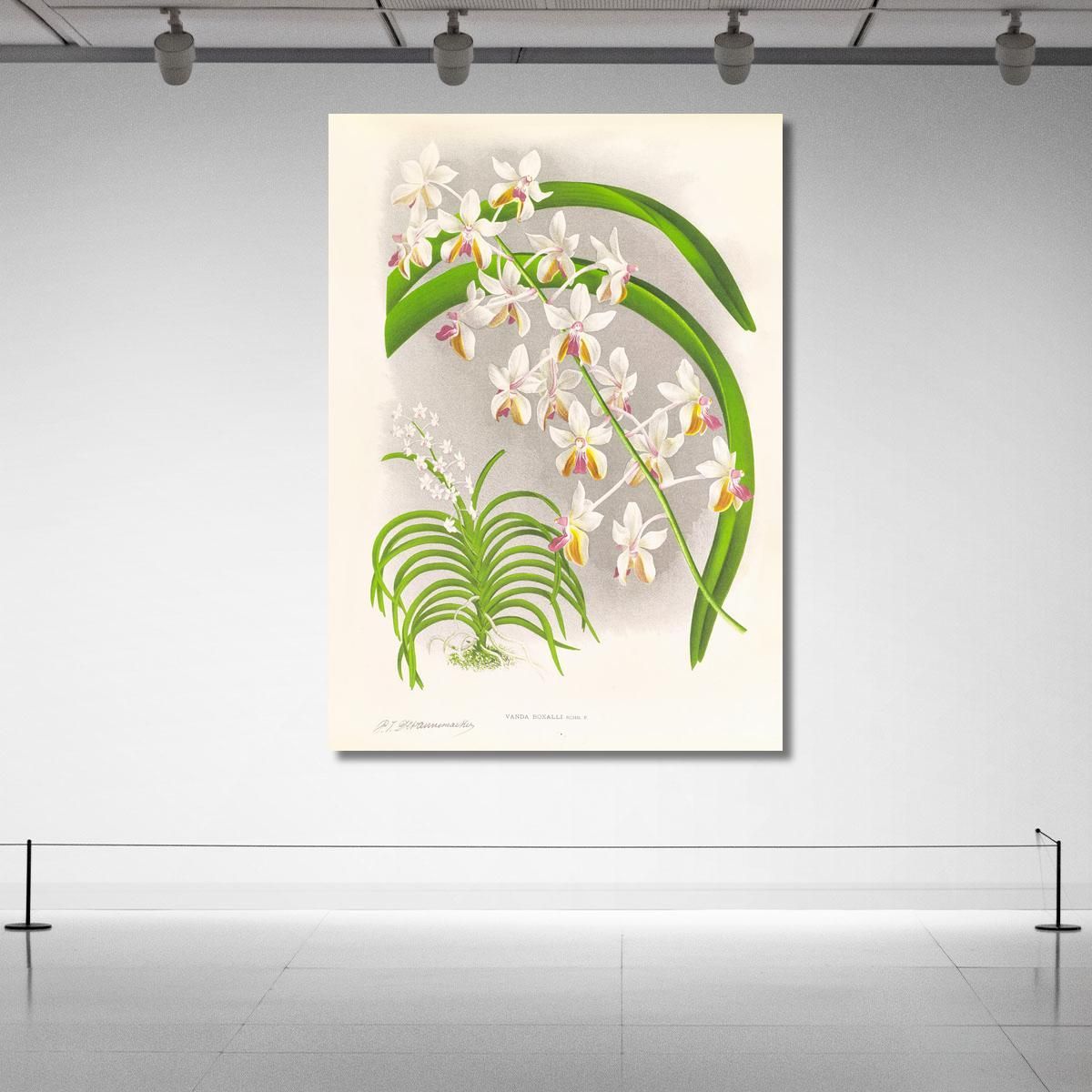 Botanical Illustrations Vanda Boxalli Jean Jules Linden jjl157 ภาพพิมพ์บนผ้าใบแคนวาส