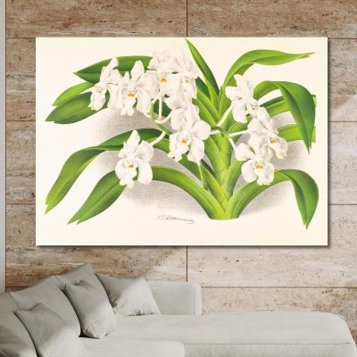 Botanical Illustrations Vanda Denisoniana Jean Jules Linden jjl158 ภาพพิมพ์บนผ้าใบแคนวาส