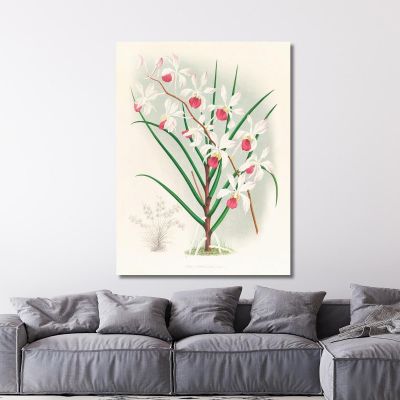 Botanical Illustrations Vanda Kimballiana Jean Jules Linden jjl159 ภาพพิมพ์บนผ้าใบแคนวาส