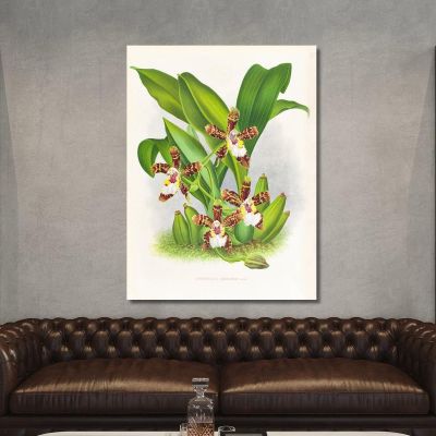 Botanical Illustrations Zygopetalum Jorisianum Jean Jules Linden jjl164 ภาพพิมพ์บนผ้าใบแคนวาส
