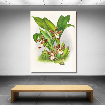 Botanical Illustrations Zygopetalum Jorisianum Jean Jules Linden jjl164 ภาพพิมพ์บนผ้าใบแคนวาส